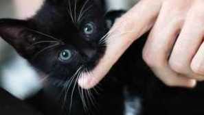 Jako kočka k weanovi kousání a hodu? Příčiny a důsledky